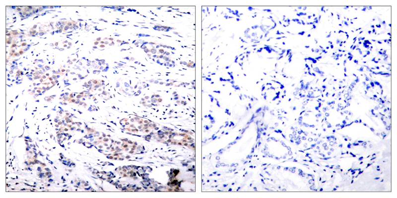 Elk (Ab-383) Antibody