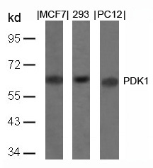 PDK1 (Ab-241) Antibody