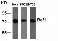 Raf1 (Ab-259) Antibody