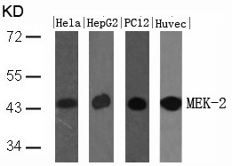 MEK-2 (Ab-394) Antibody