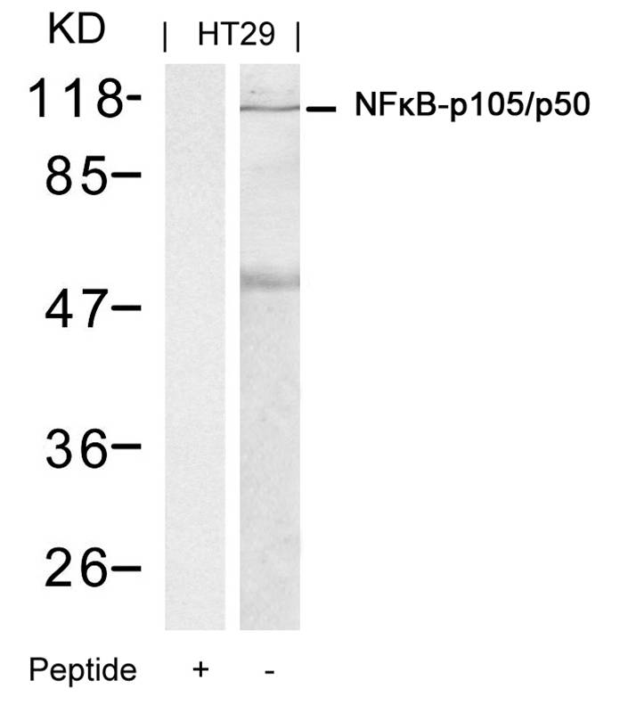 NFκB-p105/p50 (Ab-337) Antibody
