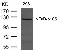 NFκB-p105 (Ab-893) Antibody