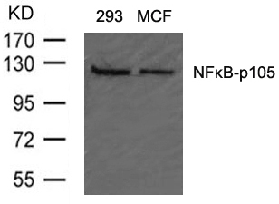 NFκB-p105(Ab-907) Antibody