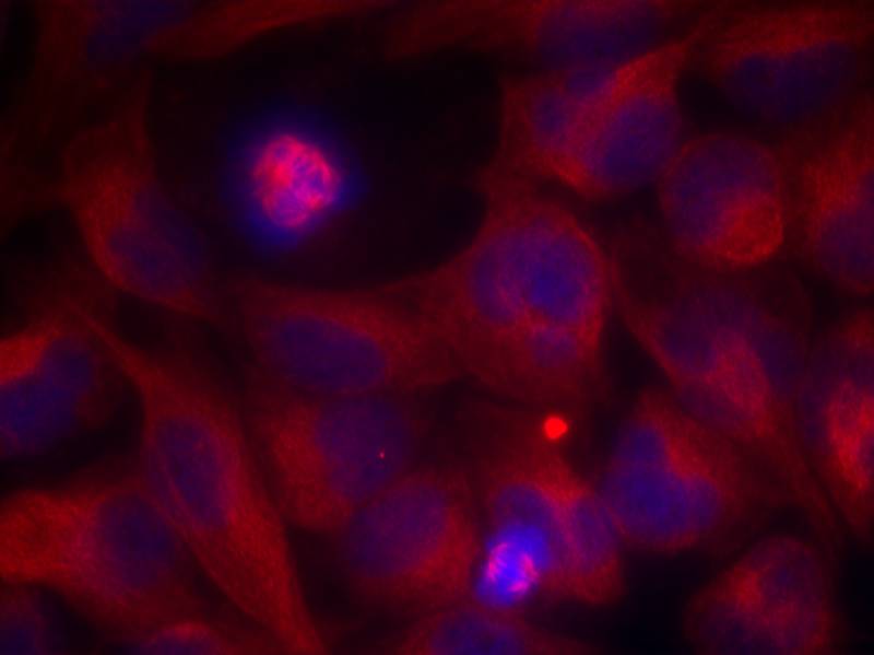 Rel (Ab-503) Antibody