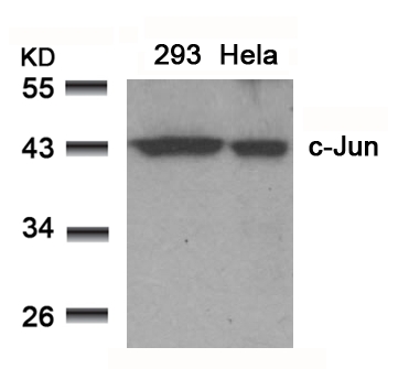 c-Jun (Ab-91) Antibody