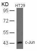 c-Jun (Ab-93) Antibody