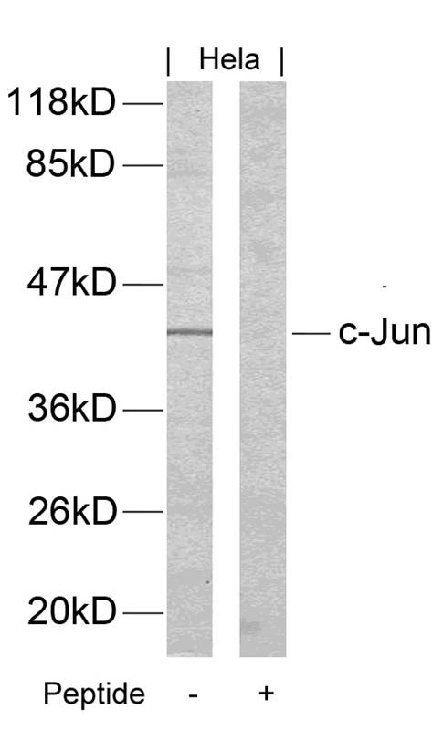 c-Jun (Ab70) Antibody
