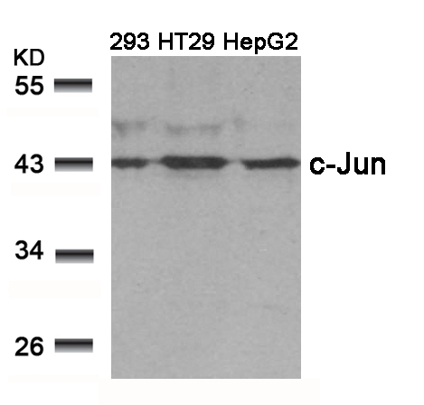 c-Jun (Ab-239) Antibody