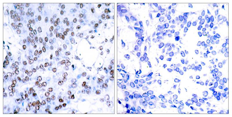 JunB (Ab-79) Antibody