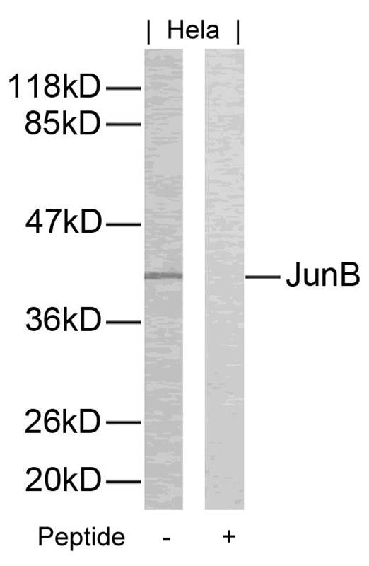 JunB (Ab-259) Antibody