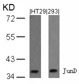 JunD (Ab-255) Antibody