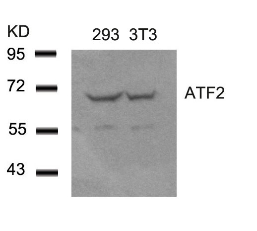 ATF2 (Ab-62 or 44) Antibody