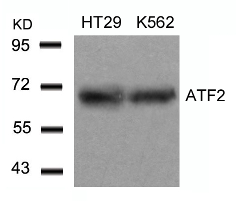 ATF2 (Ab-71 or 53) Antibody