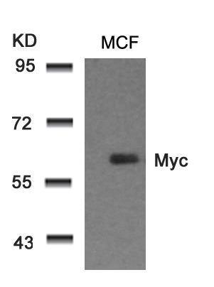 Myc (Ab-58) Antibody