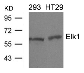 Elk1 (Ab-389) Antibody