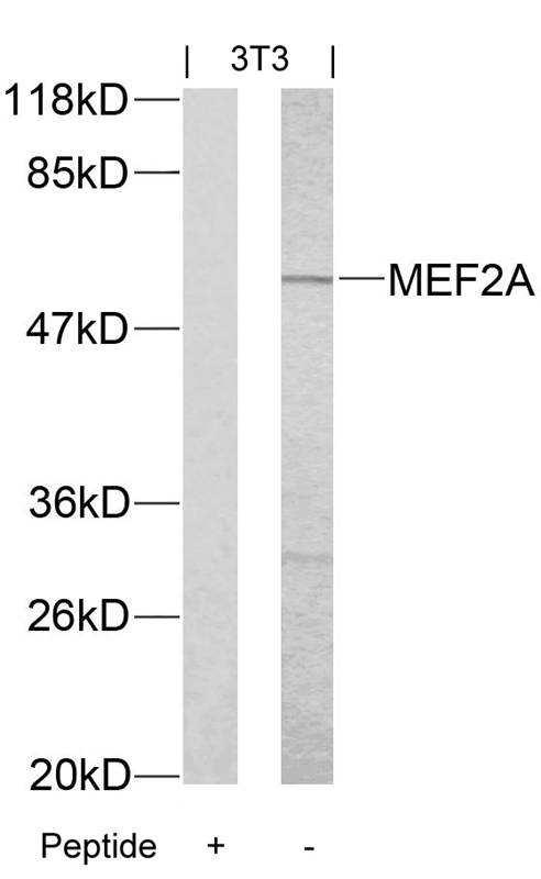 MEF2A (Ab-312) Antibody