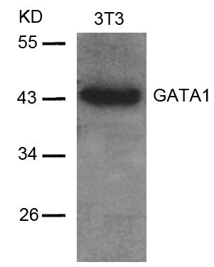 GATA1 (Ab42) Antibody