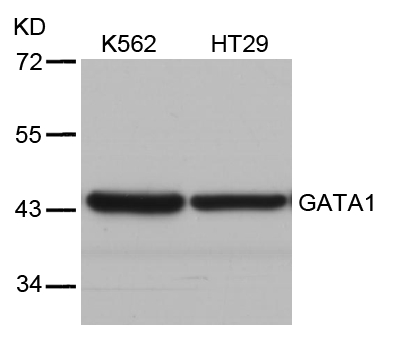 GATA1 (Ab-310) Antibody