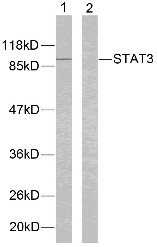 STAT3 (Ab-705) Antibody