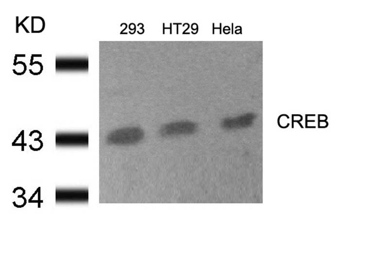 CREB (Ab33) Antibody