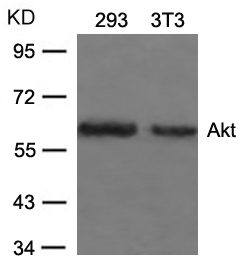 Akt (Ab-473) Antibody