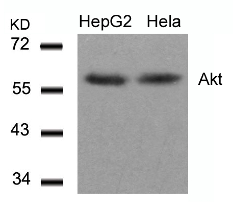 Akt (Ab-308) Antibody