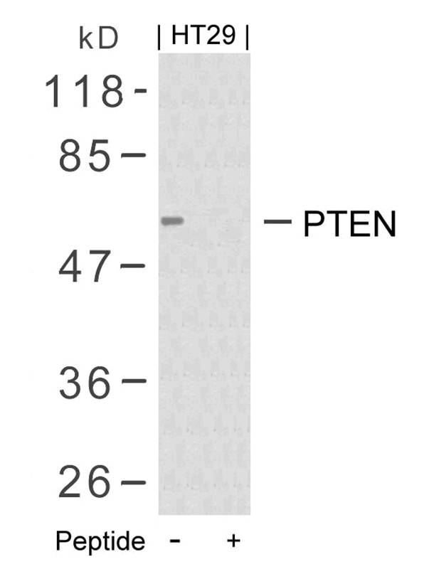 PTEN (Ab-380/382/383) Antibody