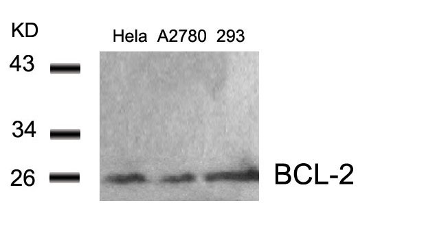 BCL-2 (Ab-56) Antibody