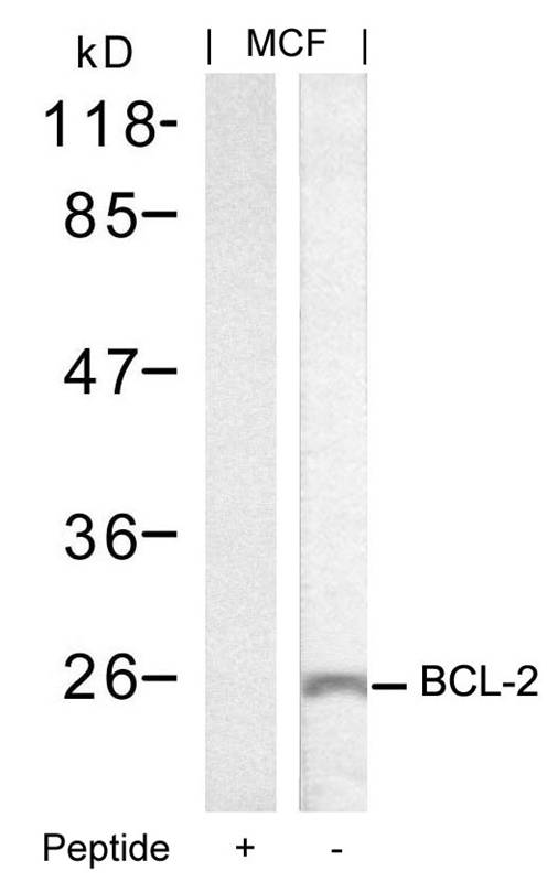BCL-2 (Ab-70) Antibody