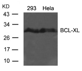 BCL-XL (Ab-62) Antibody
