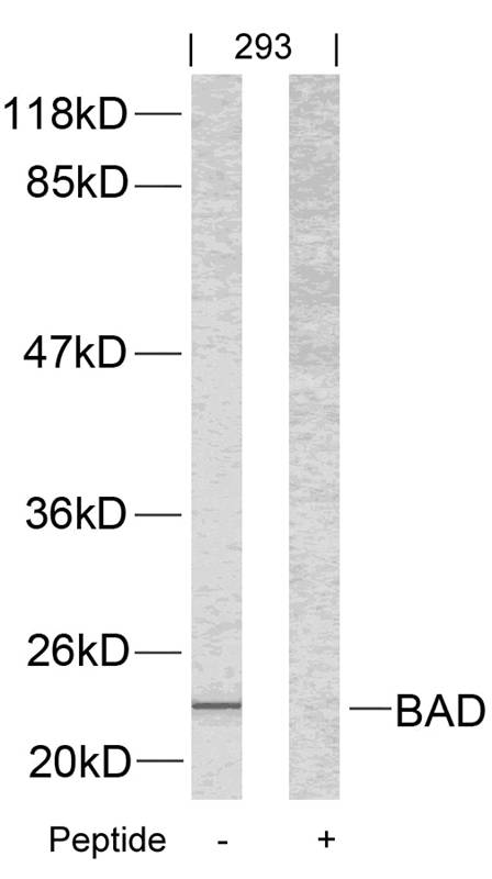 BAD (Ab12) Antibody