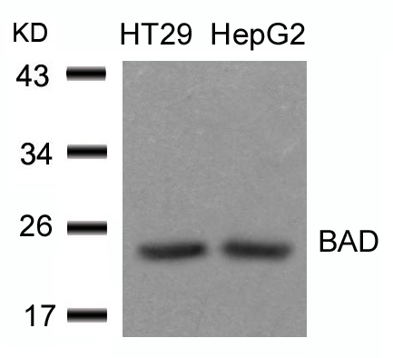 BAD (Ab36) Antibody