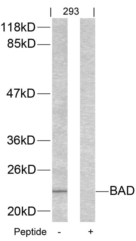 BAD (Ab55) Antibody