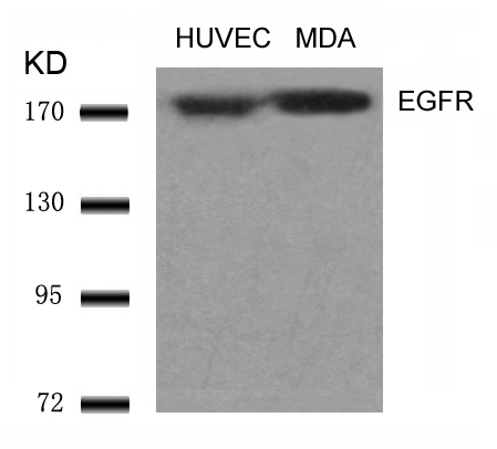 EGFR Antibody