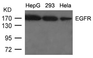 EGFR (Ab092) Antibody