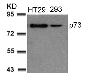 p73 (Ab-99) Antibody
