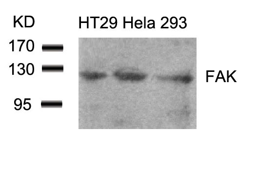 FAK (Ab-861) Antibody