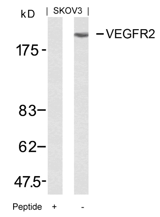 VEGFR2 (Ab-951) Antibody