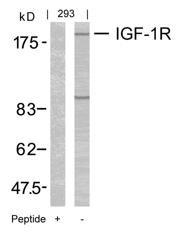 IGFR (Ab165/1166) Antibody