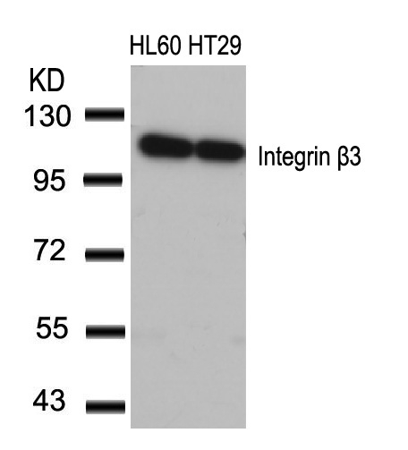 Integrin β3 (Ab-773) Antibody