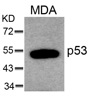p53 (Ab-6) Antibody