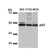 p53 (Ab-9) Antibody