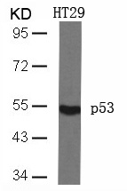 p53 (Ab-46) Antibody