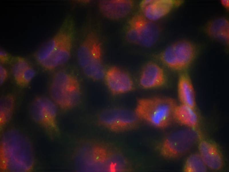 Tau (Ab-356) Antibody
