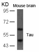 Tau (Ab-396) Antibody