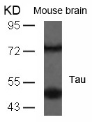 Tau (Ab-235) Antibody