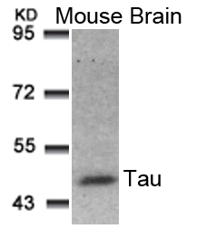 Tau (Ab81) Antibody