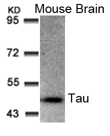 Tau (Ab-205) Antibody