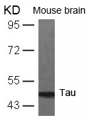 Tau (Ab-231) Antibody