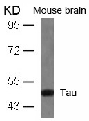 Tau (Ab-404) Antibody